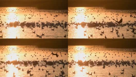 在鹈鹕和海鸥中间，苍鹭的剪影降落在水面上高清在线视频素材下载