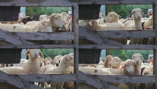 一群好奇的绵羊在围栏后面看着摄像机高清在线视频素材下载