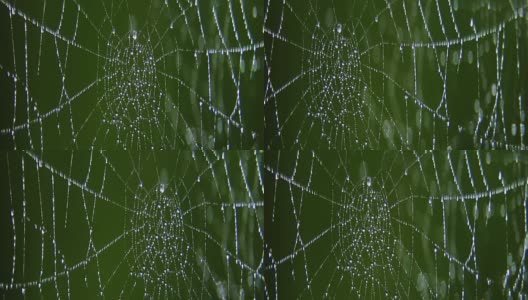 水滴在蜘蛛网上。高清在线视频素材下载