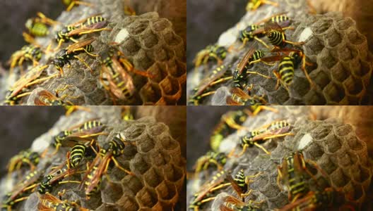 欧洲大黄蜂(Vespa crabro)是欧洲最大的群居黄蜂，也是北美最大的黄蜂。高清在线视频素材下载