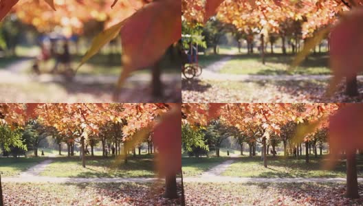 城市公园里五颜六色的秋叶。美丽的自然环境高清在线视频素材下载