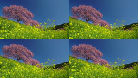 下嘉摩河边盛开的川崎樱花树和油菜花高清在线视频素材下载