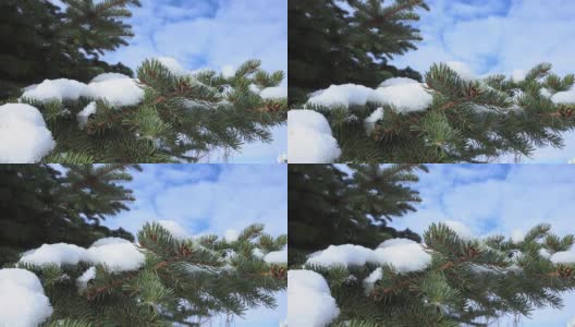 春天，圣诞树的树枝上飘着雪花，雪花融化了高清在线视频素材下载