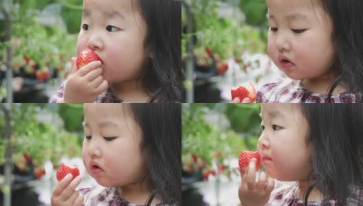 女孩在田里收割草莓高清在线视频素材下载