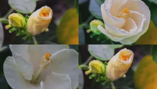 一个盛开的白色木槿花的时间流逝高清在线视频素材下载