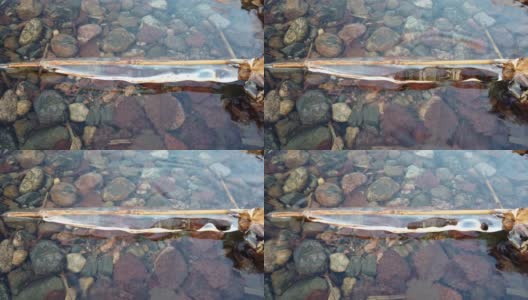 芬兰，当湖面开始结冰时，植物被冰覆盖高清在线视频素材下载