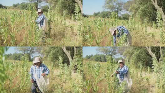 在有机豆地里劳作的农民高清在线视频素材下载