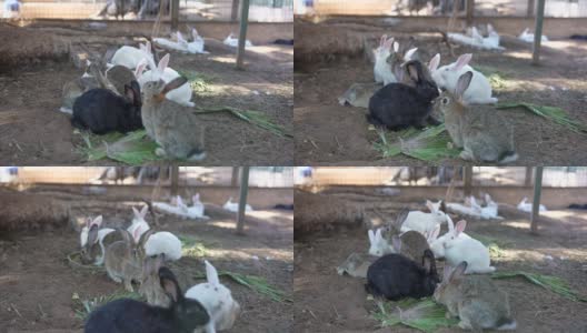 一组在笼子里喂食的兔子。高清在线视频素材下载