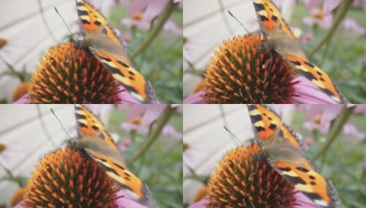 爱沙尼亚的紫色松果花上的橙色蝴蝶高清在线视频素材下载