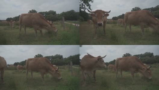 豪华轿车的奶牛。法国草原上的牛。法国La Maraishine牛的棕色奶牛在法国北部布列塔尼地区放牧。自由放养，有机养牛和农业高清在线视频素材下载