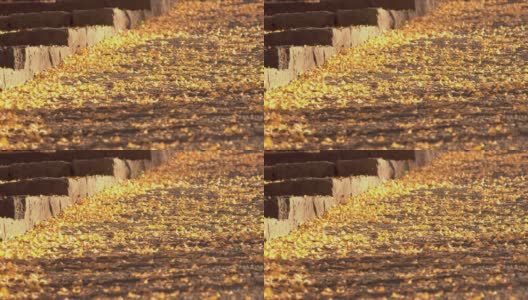 秋天，金色的银杏叶落在鹅卵石路上。秋天是日本传统的美丽风景。黄叶铺满小路。高清在线视频素材下载
