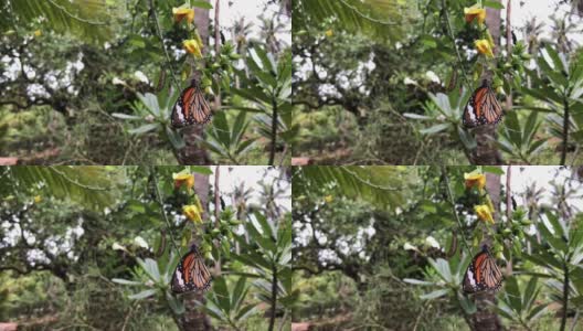 泰国Koh lipe——2018年5月:泰国Koh lipe热带岛屿上的蝴蝶高清在线视频素材下载