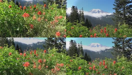 在华盛顿雷尼尔山的山顶前，宜人的盛开的夏季草地高清在线视频素材下载