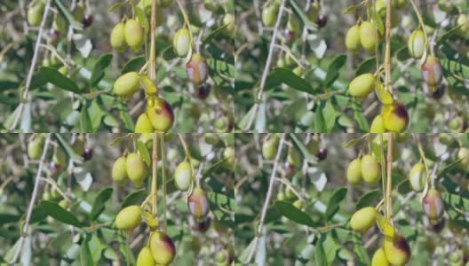 在阳光下，用特级初榨橄榄油浇在树枝上的天然有机橄榄果实，橄榄油滴在树枝上缓慢滴下。食品工业中的健康橄榄油高清在线视频素材下载