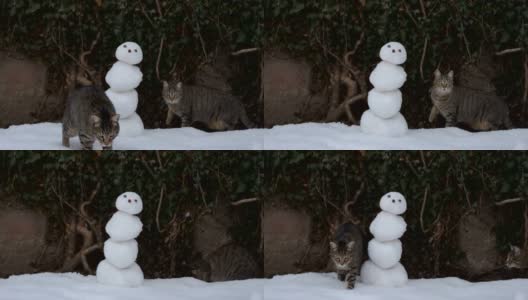 虎斑猫和雪人高清在线视频素材下载