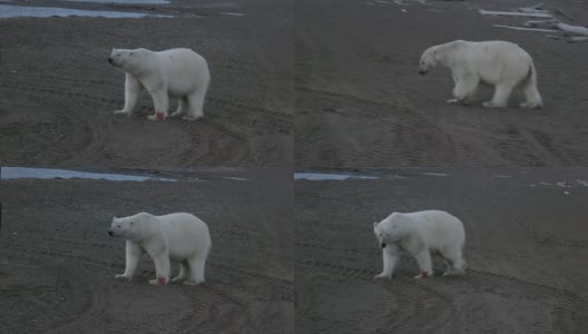 北极熊高清在线视频素材下载