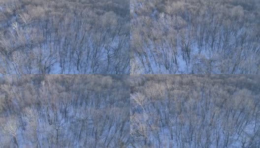 冬季森林-向后飞行高清在线视频素材下载