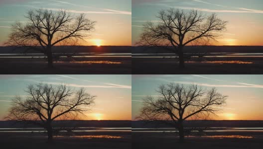 剪影，孤独的树，日落，太阳，自然景观美丽的红棕色高清在线视频素材下载