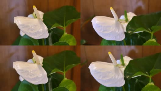 白帆花，俗称和平百合、白帆花、佛牙花，是天南星科室内室内植物。属名的意思是spathe-leaf，并以古斯塔夫沃利斯命名。高清在线视频素材下载
