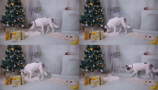 有趣的哈士奇狗看什么东西，在圣诞树下挖掘高清在线视频素材下载