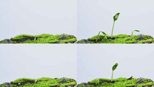 植物生长从种子树在白色的背景。高清在线视频素材下载