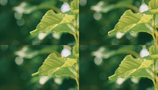 水雨滴与新鲜的绿叶为自然背景，近距离露珠从树叶上落下，4K Dci分辨率高清在线视频素材下载