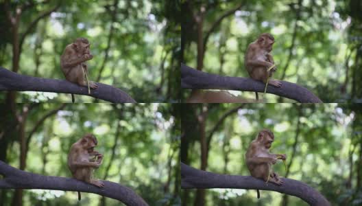 小猴子生活在泰国普吉岛的一片天然森林里。高清在线视频素材下载