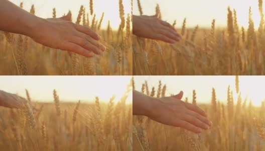 慢镜头，DOF:女性的手穿过密密麻麻的麦田，抚摸着庄稼高清在线视频素材下载