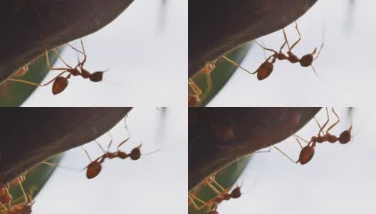 近距离观察织叶蚁在巢周围的活动高清在线视频素材下载