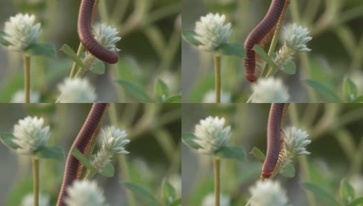 千足虫在花上爬行高清在线视频素材下载