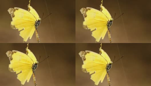 蝴蝶被蜘蛛网抓住高清在线视频素材下载