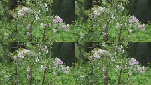 白色的塔布亚玫瑰花与雨高清在线视频素材下载