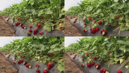 种植园马车上的草莓植物高清在线视频素材下载