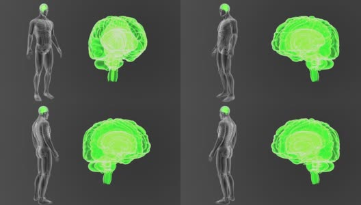 人类大脑与骨骼一起放大高清在线视频素材下载