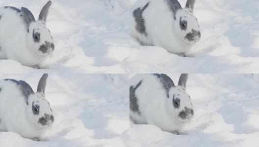 白色的雪地上，一只毛茸茸的大兔子正在吃卷心菜叶子上的斑点高清在线视频素材下载