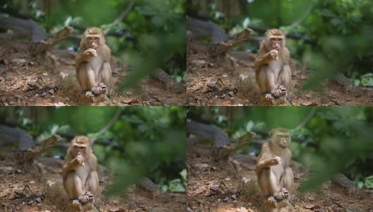 猴子生活在泰国普吉岛的一片天然森林里。高清在线视频素材下载