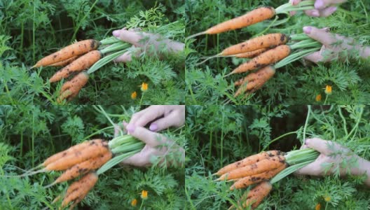 女人的手把胡萝卜从地里拔出来，捆成一捆。生态有机产品概念高清在线视频素材下载