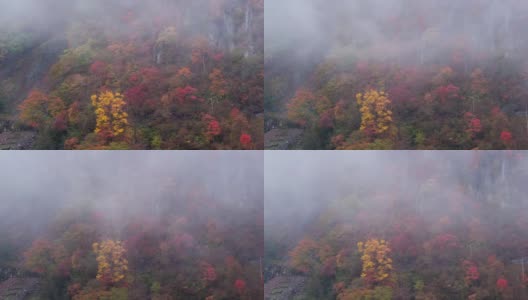日本日光森林的秋天高清在线视频素材下载