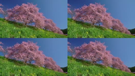 下嘉摩河边盛开的川崎樱花树和油菜花高清在线视频素材下载