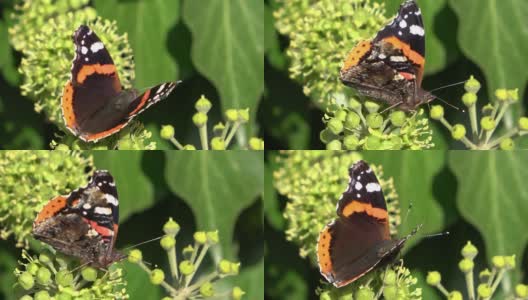 红色上将蝴蝶凡妮莎亚特兰大在一个常春藤植物在秋天的特写高清在线视频素材下载