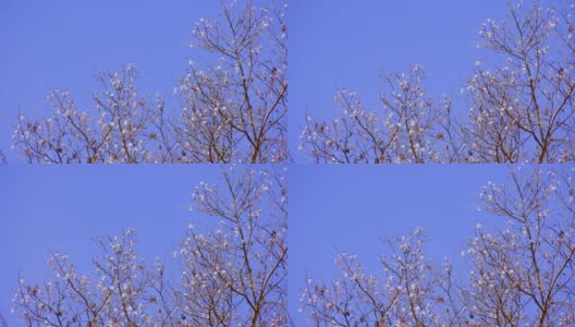 那棵樱桃树已经开始在蓝天上开花了高清在线视频素材下载