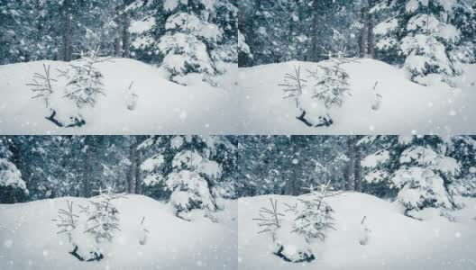 树枝上美丽的蓬松的雪。雪花从云杉树枝上美丽地飘落下来。冬天的童话，树在雪中囚禁。冬天下雪的录像高清在线视频素材下载