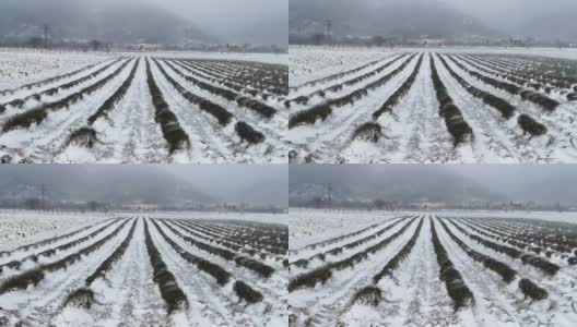 极其恶劣的天气。冬季有暴风雪，天气耽搁了。风吹着雪。下雪。环境问题。高清在线视频素材下载