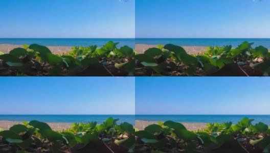 自然美乡村海滩海岸与野生蔓生藤Ipomoea pes caprae或Bayhops在一个阳光明媚的日子在村庄高清在线视频素材下载