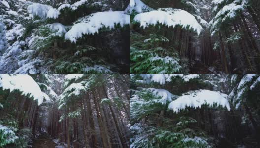 高大浓密的老云杉生长在雪坡上高清在线视频素材下载