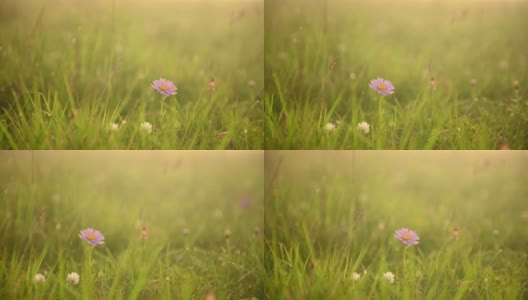 一片高山野花在初升的阳光下带着露珠，慢镜头，自然模糊。高清在线视频素材下载