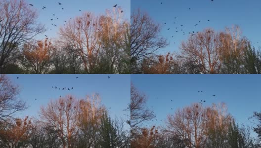 日落时分，乌鸦飞过高树上筑巢的地方高清在线视频素材下载