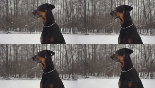 温顺的大狗在冬天的雪林里散步的特写和慢镜头高清在线视频素材下载