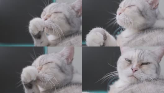 银猫清洁脸高清在线视频素材下载
