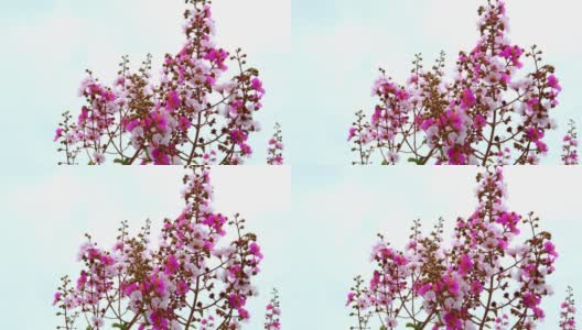 紫薇或桃金娘的粉红色花。高清在线视频素材下载